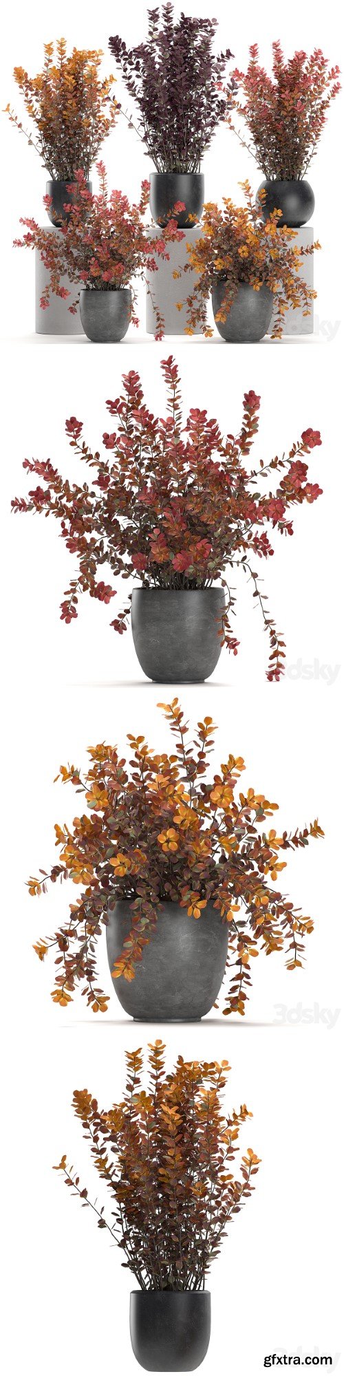 Plant collection 698. Barberry, bushes, garden, landscaping, outdoor flowerpot, autumn, dried flower, natural decor