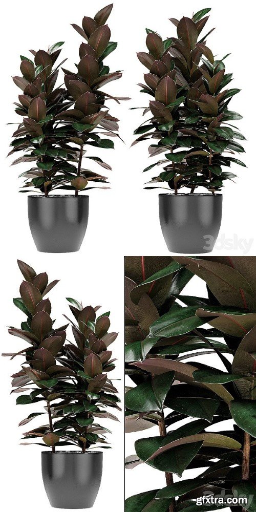 Plant in Pot Flowerpot Exotic Plant