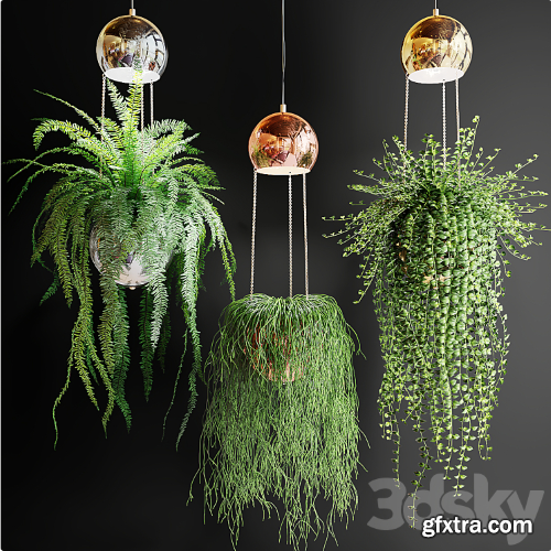 Ampel plants in pots with lamps