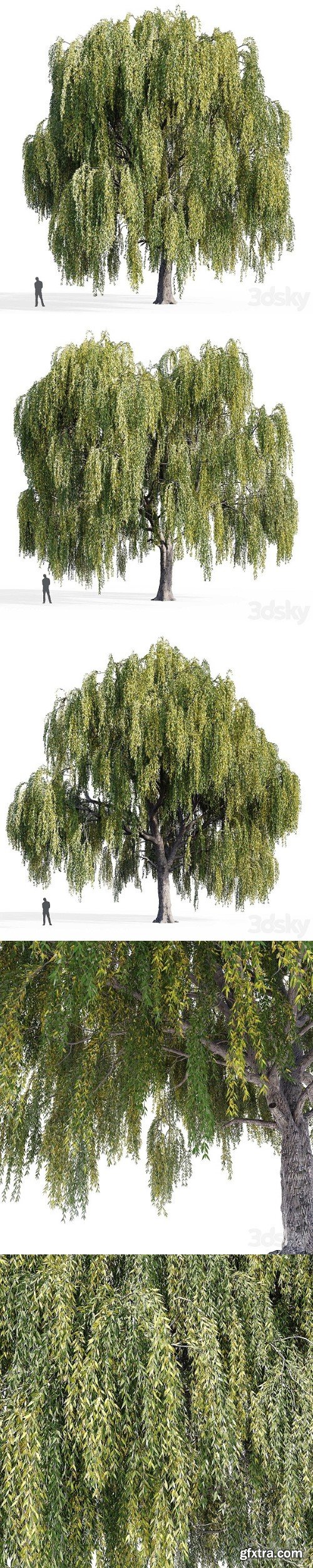 Willow Salix Willow