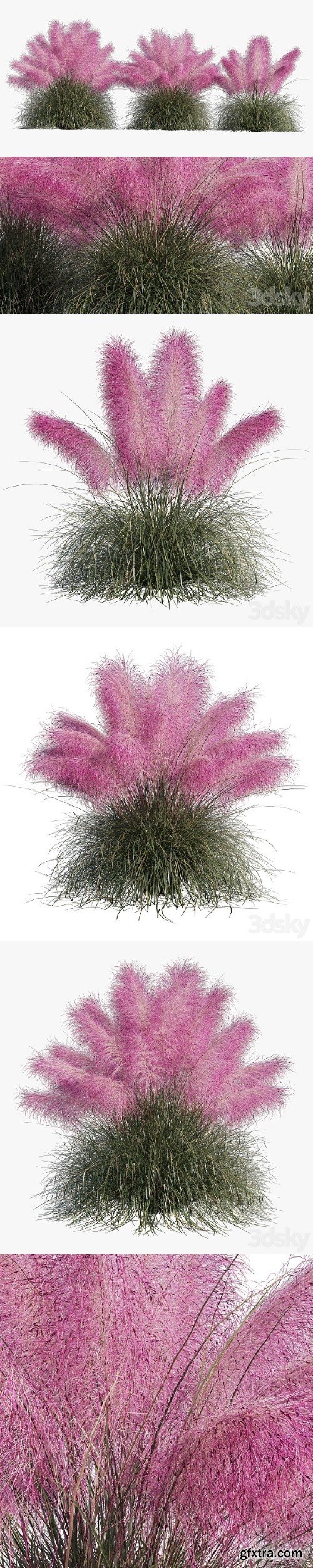 Muhlenbergia Capillaris Pink Muhly Grass