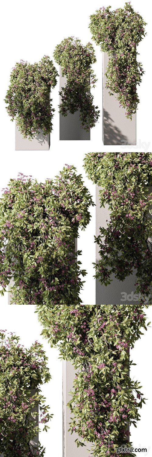 Hanging Plant in Box Outdoor Plants 454