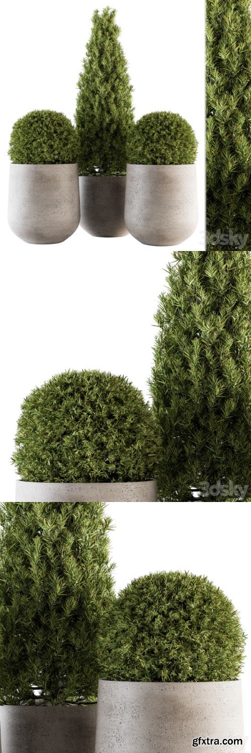 Pro 3DSky - Outdoor Plants tree in Concrete Pot - Set 143