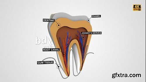 Videohive Tooth Anatomy Reveal 25240292