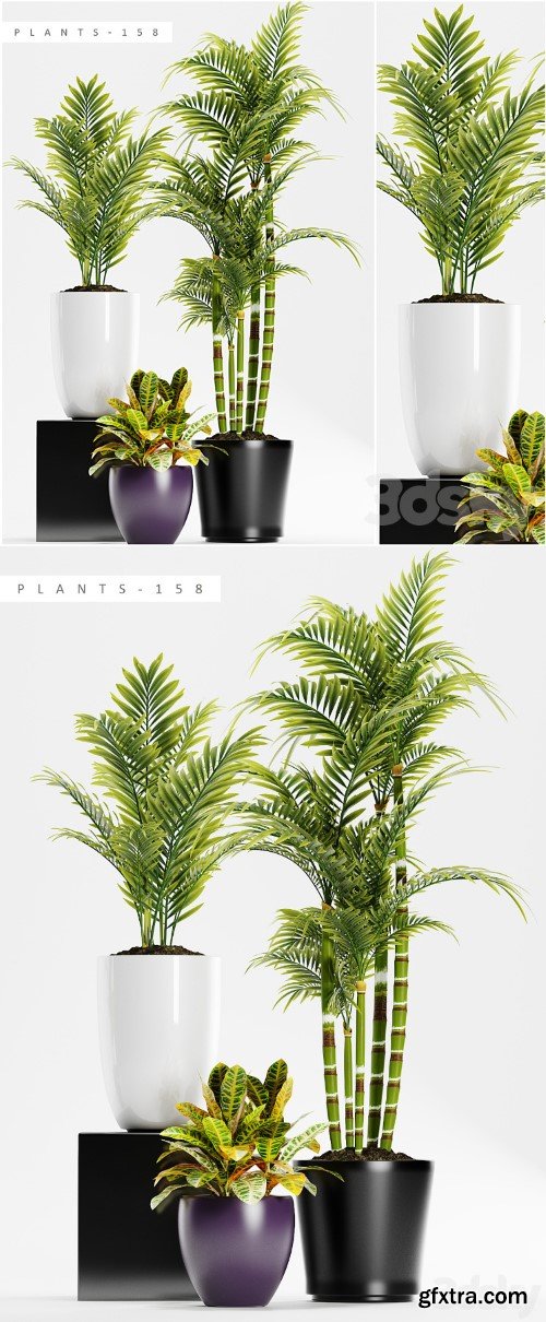 PLANTS 158