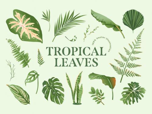 Tropical Leaves & Foliage Illustrations 581969498
