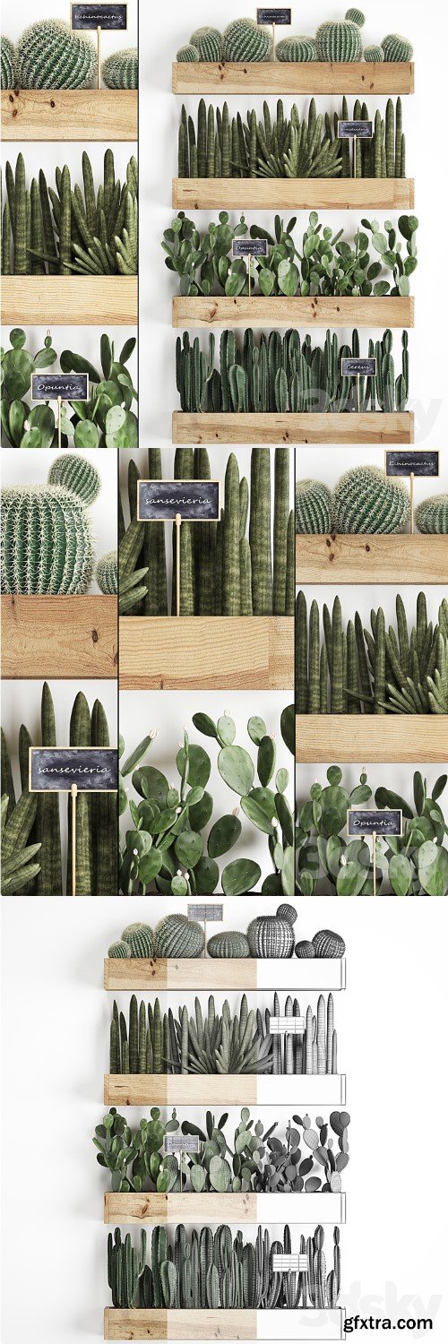 Vertical gardening. 42. Cacti, shelf with flowers, echinocactus, cereus, sansevieria, Prickly pear, Barrel cactus, eco design, plants, phytowall
