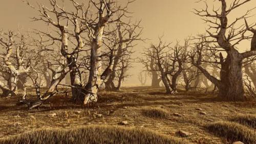 Videohive - Panorama of an old forest in an arid climate - 47490707