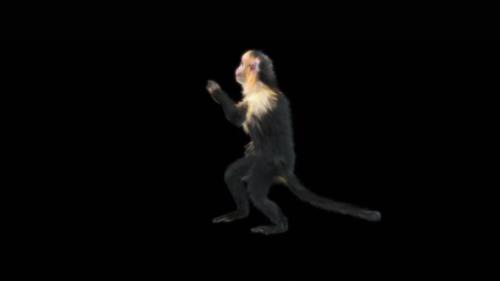 Videohive - 68 Booty Hip Hop Dance Monkey Dance HD - 47539282