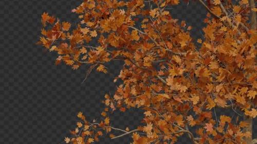 Videohive - Autumn Maple Tree Branches - 47481714
