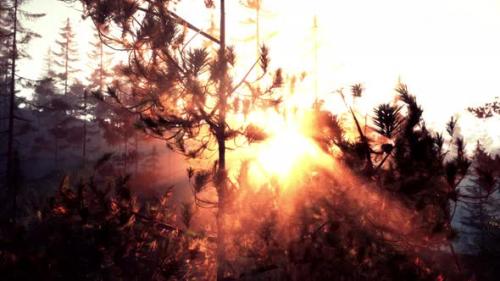Videohive - Sunset Rays Through Pine Branches - 47558441