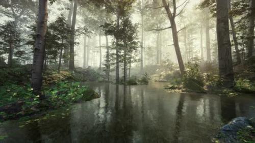 Videohive - Early Morning at Forest Hiding in the Fog - 47558928