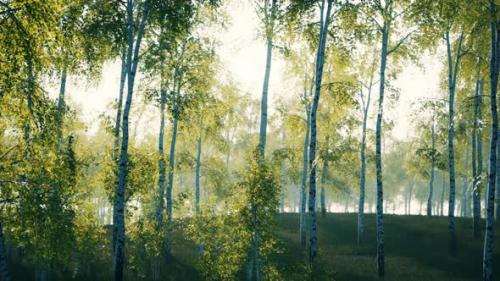 Videohive - Summer July View of Birch Grove in Sunlight - 47581895