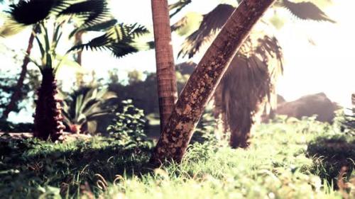 Videohive - Palm Oil Plantation and Morning Sunlight - 47592662