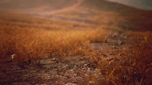 Videohive - Golden Rocks and Grass in Mountains - 47581078