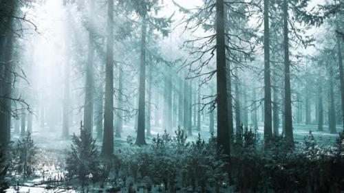 Videohive - Winter Foggy Beech and Spruce Forest Scene - 47581102