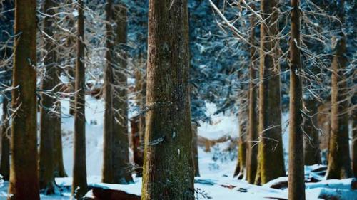 Videohive - Winter Calm Forest at Sunny Day - 47581214