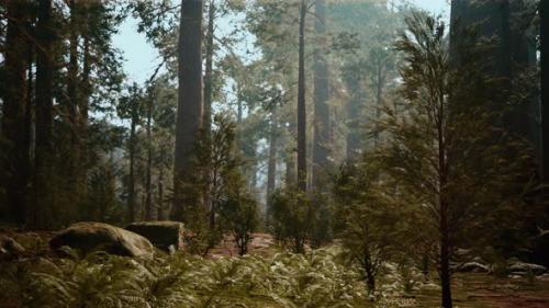 Videohive - Tall Forest of Sequoias in Yosemite National Park - 47581270