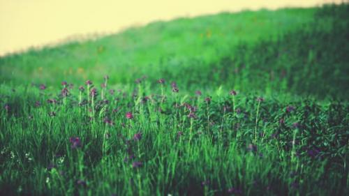 Videohive - Green Meadow Under Blue Sky - 47581583