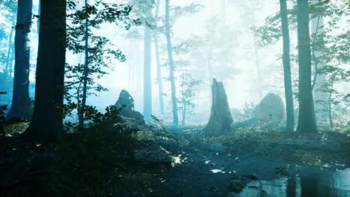 Videohive - Morning Fog in Deep Forest - 47581615