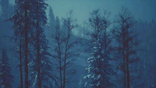 Videohive - Fir Forest on a Foggy Day - 47581711