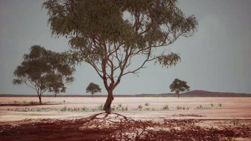 Videohive - Dry African Savannah with Trees - 47581955