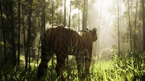 Videohive - In the Midst of a Bamboo Thicket a Colossal Bengal Tiger Stalks Its Quarry - 47592490