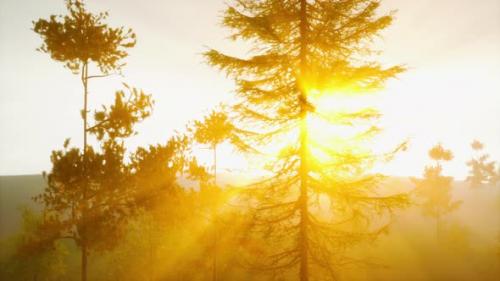 Videohive - Magnificent Sunlight Streaming Through Pine Boughs - 47592564