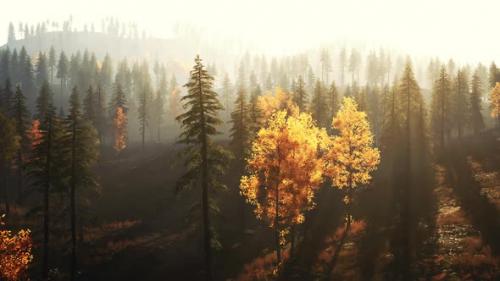 Videohive - Luminous Coniferous Forest in the Mountains During Fall Sunset - 47592638