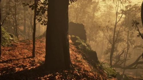 Videohive - Panoramic View of the Majestic Evergreen Forest in a Morning Fog - 47592696