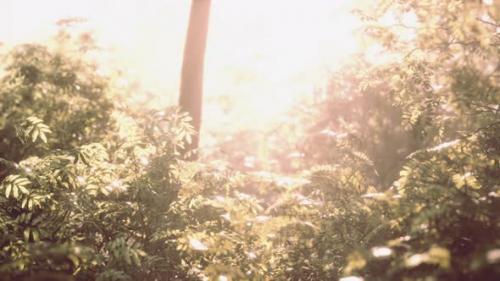 Videohive - Sunbeams Pour Through Trees in Misty Forest - 47581493