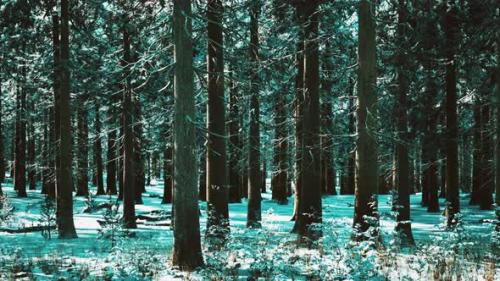 Videohive - Snow Covered Conifer Forest at Sunny Day - 47639404