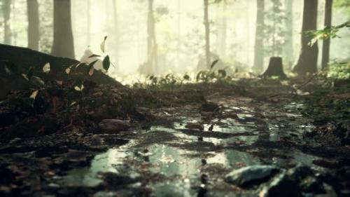 Videohive - Small Creek Runs Through a Wide Valley Full of Fallen Leaves - 47639667