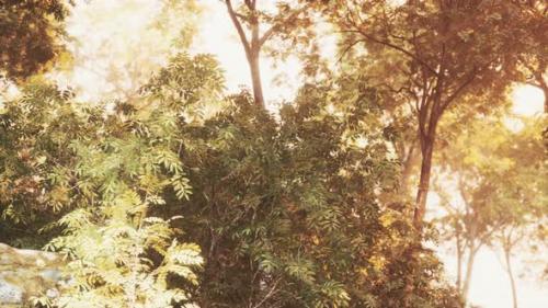 Videohive - Late Summer Sunlight Breaking Through the Trees - 47639677
