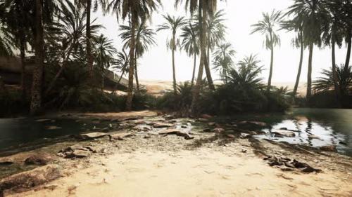 Videohive - Panorama of Beautiful Oasis Surrounded By Sand Dunes - 47639976