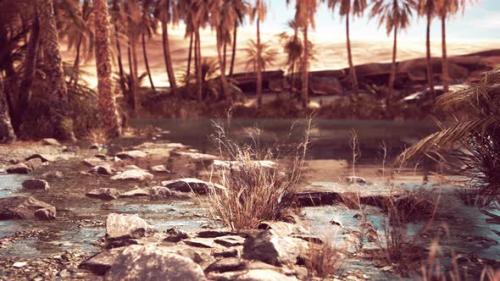 Videohive - Palm Trees Flourish Around a Pool of Water at a Park in Palm Desert - 47639981