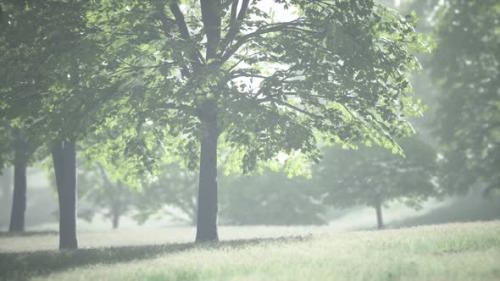 Videohive - Big Mapple Tree with Green Leaves in a Summer Day - 47640318