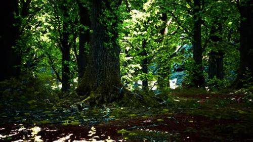 Videohive - Forest Landscape with Old Massive Trees and Mossy Stones - 47640480