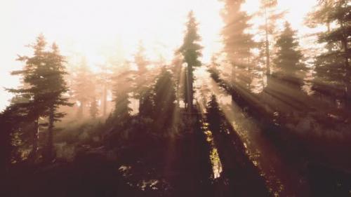 Videohive - Magic Dark Autumn Forest Scenery with Rays of Warm Light - 47640637