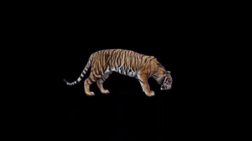 Videohive - Tiger Eat - 47637783