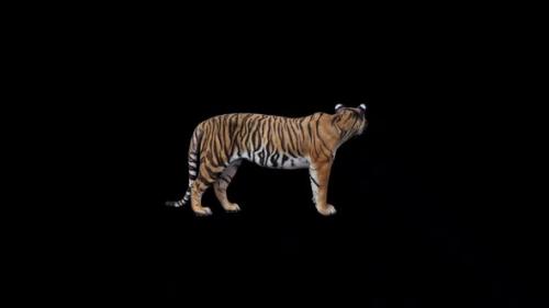 Videohive - Tiger Idle - 47637788