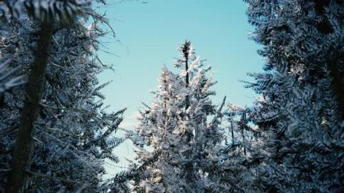 Videohive - Winter Calm Forest at Sunny Day - 47639635