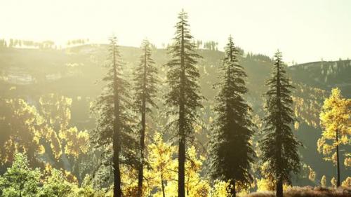 Videohive - Mountain Valley with Pine Forest Against the Distant Ridges - 47640003