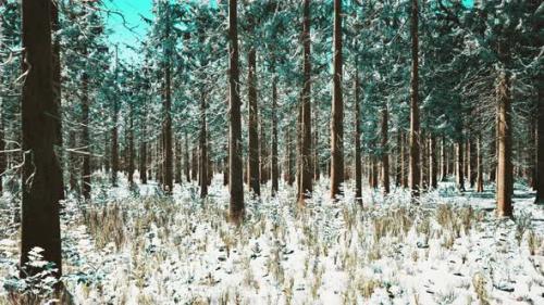 Videohive - Winter Landscape with a Coniferous Forest in Beams of Sunset - 47640008