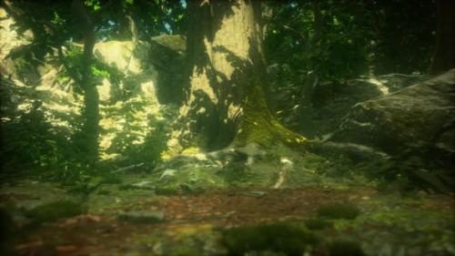 Videohive - the Primeval Forest with Mossed Ground - 47640488