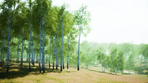 Videohive - Birch Forest in Sunlight in the Morning - 47641041