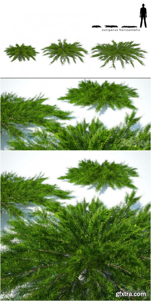 Juniper horizontal Juniperus horizontalis