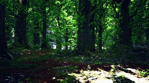 Videohive - Green Forest Scenery with the Sun Casting Beautiful Rays Through the Foliage - 47758452