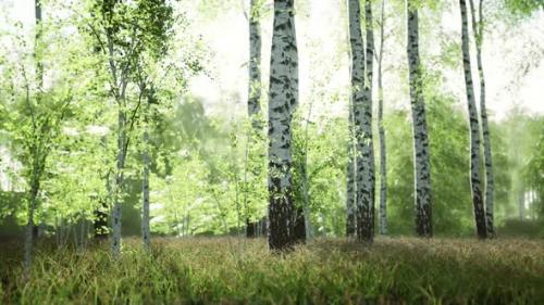 Videohive - White Birch Trees in the Forest in Summer - 47760310
