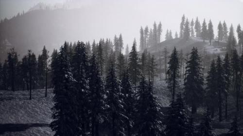 Videohive - Misty Foggy Mountain Landscape with Fir Forest - 47787344